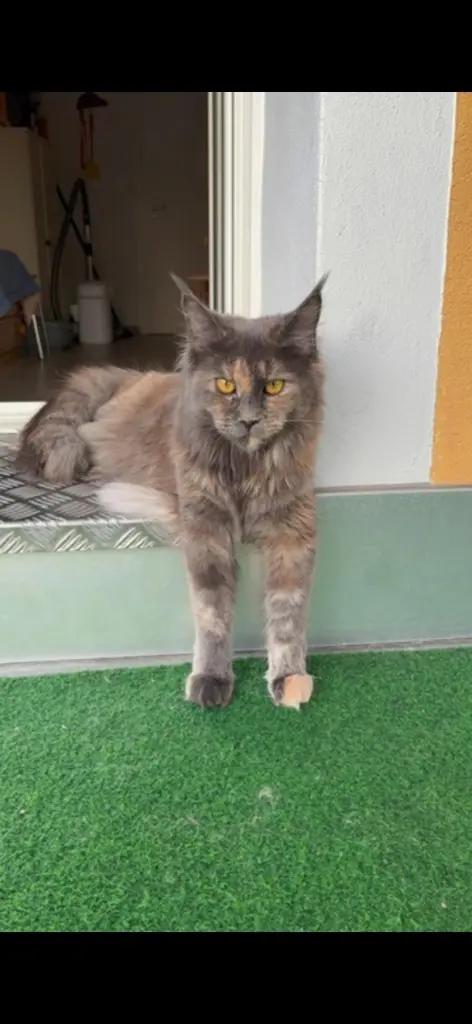 Reinrassiges Maine Coon Girl sucht