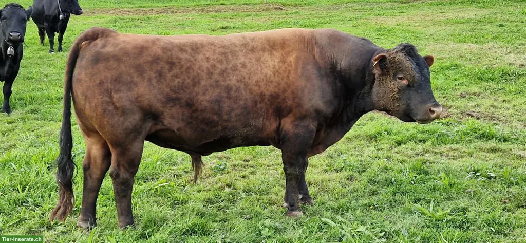 Dexter Stier (hornlos) zu vermieten