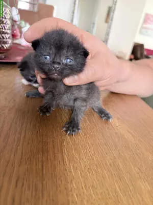 Kitten mit stahlblauen Augen zum Verlieben