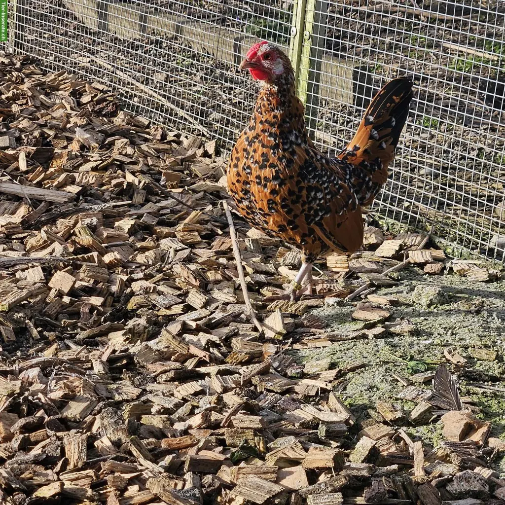 Bantam Zwerghennen, verschiedene Farben
