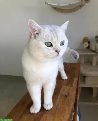 Deckkater BKH mit Stammbaum und Gen-Tests