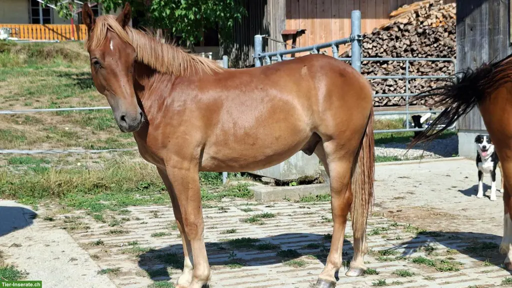 Freiberger Jährlingswallach