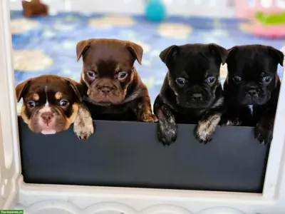 Wurfankündigung: Französische Bulldoggen mit Schweizer Stammbaum