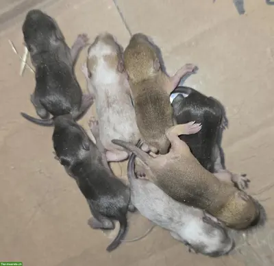 Mega süsse Rennmaus Babys suchen dich
