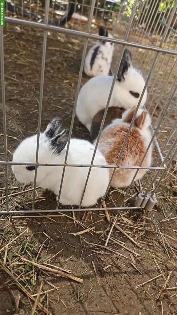 Junge Kaninchen zu verkaufen