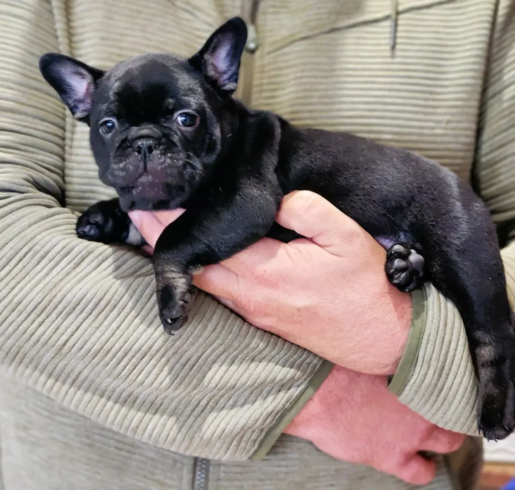 9d23feb8-9391-44f5-86bd-0f1f0ad642e3-Espresso-black-tan-girl1.jpg