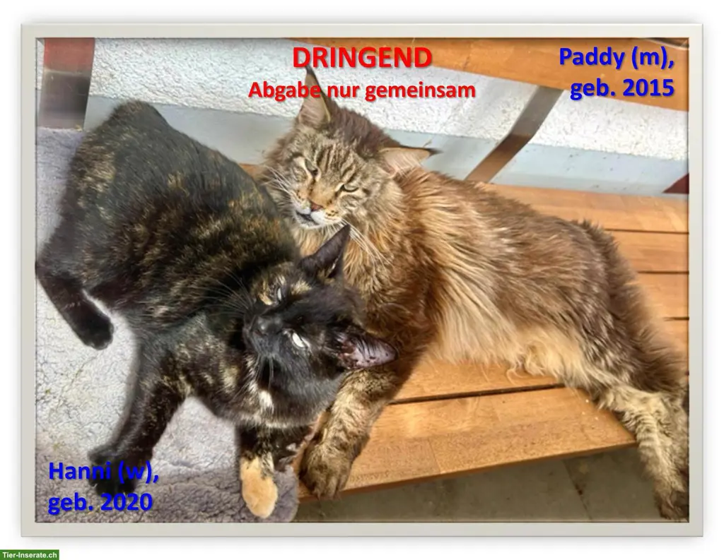 Katzen in Not suchen dringend ein neues Zuhause