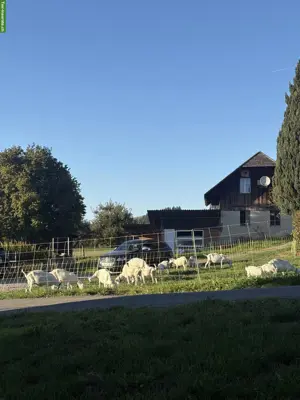 Saanenziegen und Gitzi zu verkaufen