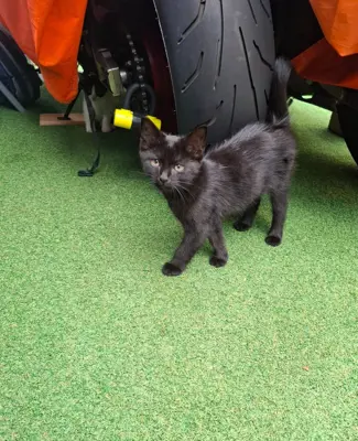 Eine wunderschöne Katze zu vermitteln