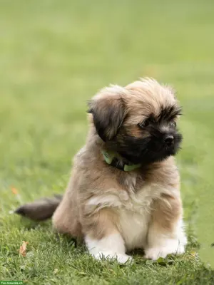 Lhasa Apso Welpen mit Ahnentafel