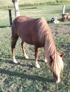 Junge Ponystute zu verkaufen