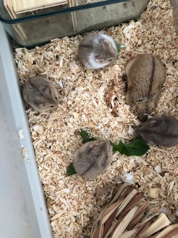 Campellhamster Junge