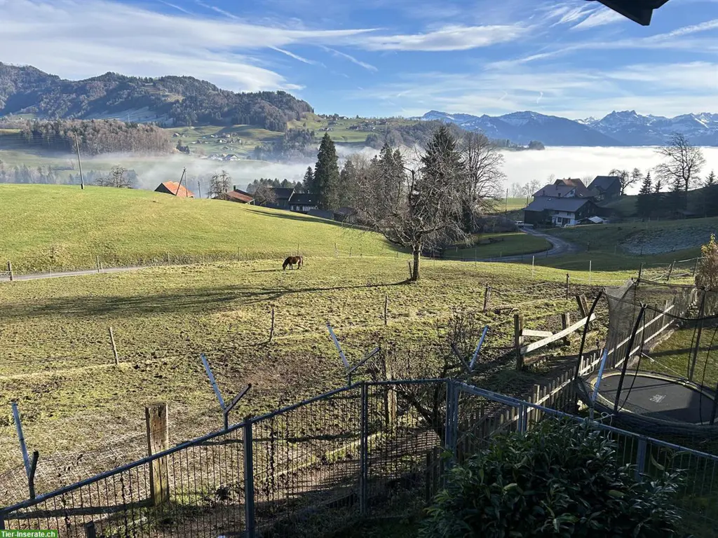 Offenstallplätze frei auf Bio-Bauernhof in Wald ZH