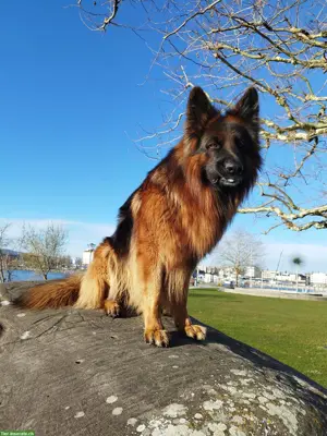 Suche Hundebetreuung für 1-2 Wochentage, Sitterdorf TG