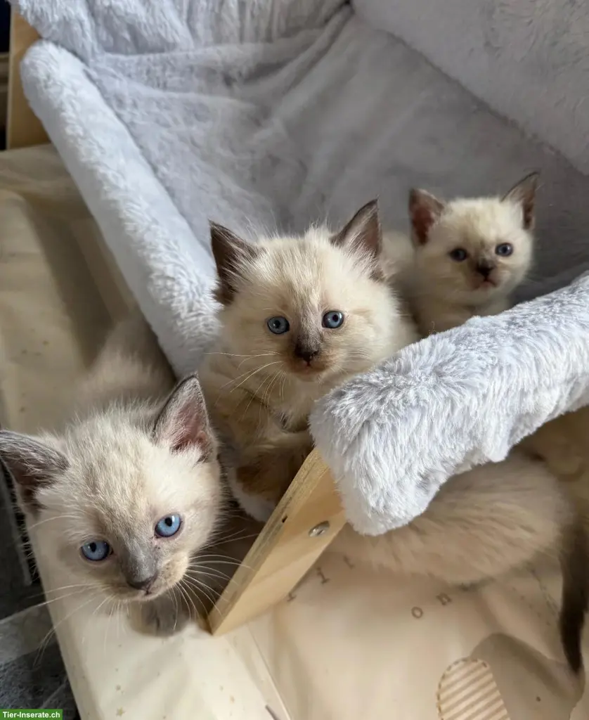 Wunderschöne Ragdoll-Kätzli