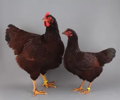 Rhodeländer, leistungsfähiges Zwiehuhn, Hennen