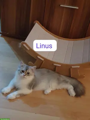 BLH/Perser Kitten (Kater) sucht ein Zuhause