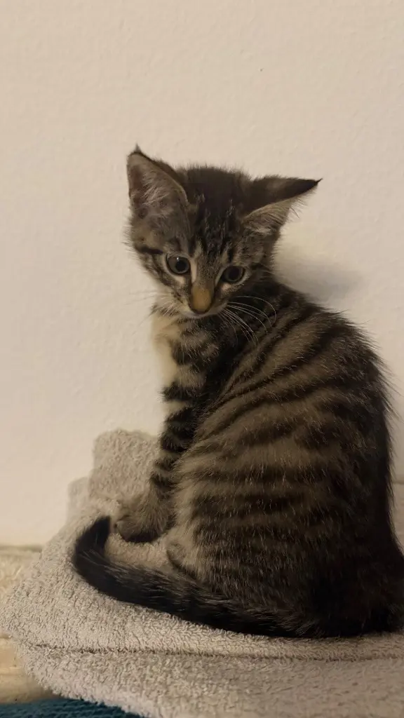 Main coon mixe verschmust und zutraulich