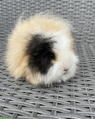 Ältere CH Teddy Kurzhaar Meerschweinchen weiblich Mädels