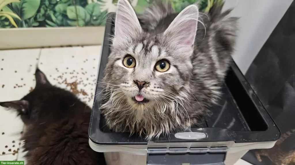 Maine Coon Kätzchen Xenia
