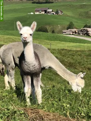 Alpaka Jungtiere, tragende Stuten, auch mit Fohlen bei Fuss