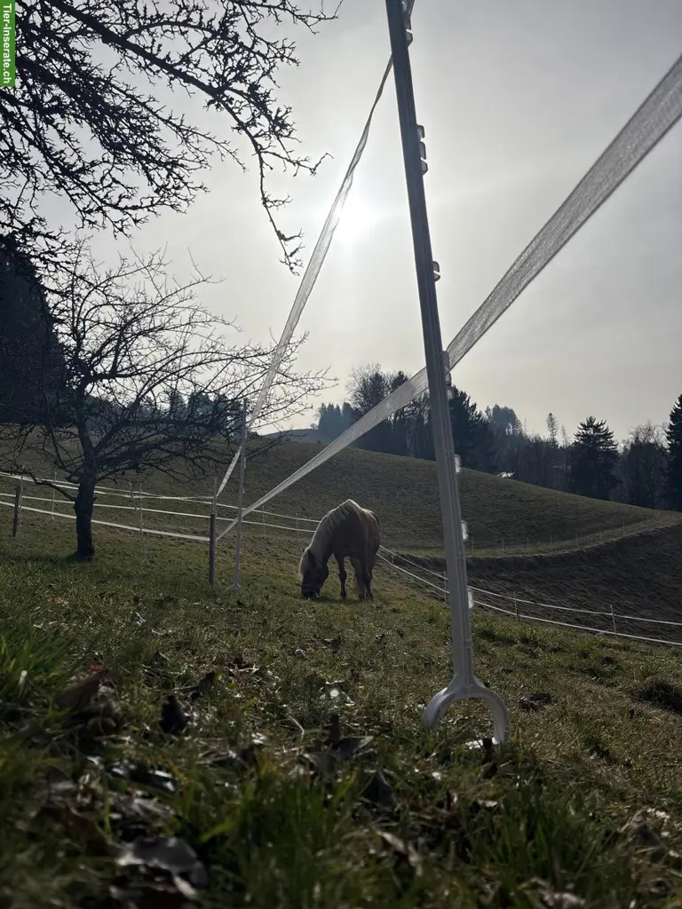 Pferdehaltung Offenstall in Bigenthal BE