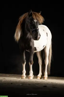 Mini Shetlandponys aus liebevoller Zucht in Kärnten - SONDERFARBEN