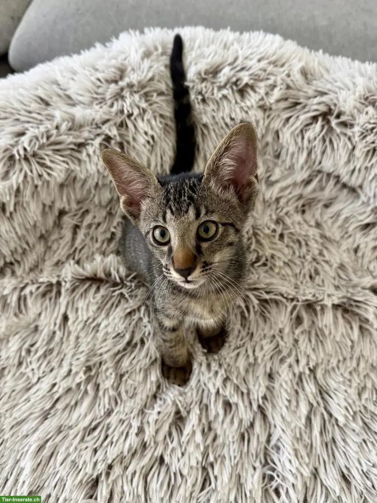 Oriental Kurzhaar Mix Kitten
