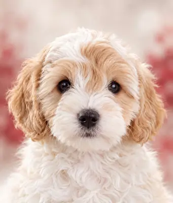 Coton de Tulear