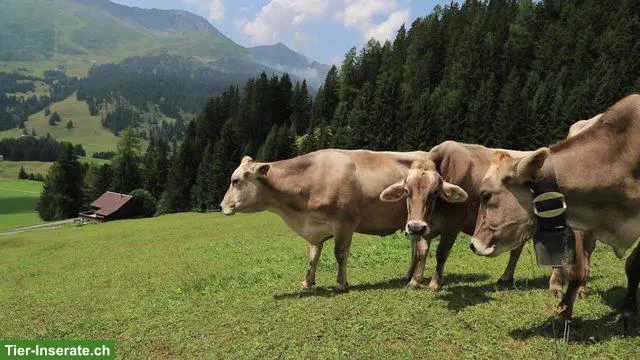 emma - die schnelle Mastitis PCR