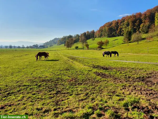 Schöne Auslauf- und Fensterbox zu vermieten , Malters LU