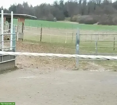 Offenstallplatz frei in kleiner Wallach Gruppe, Eggingen DE
