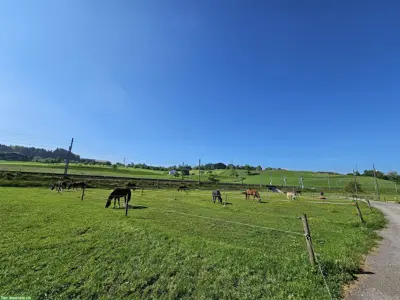 Grosse Auslaufbox in Gossau SG