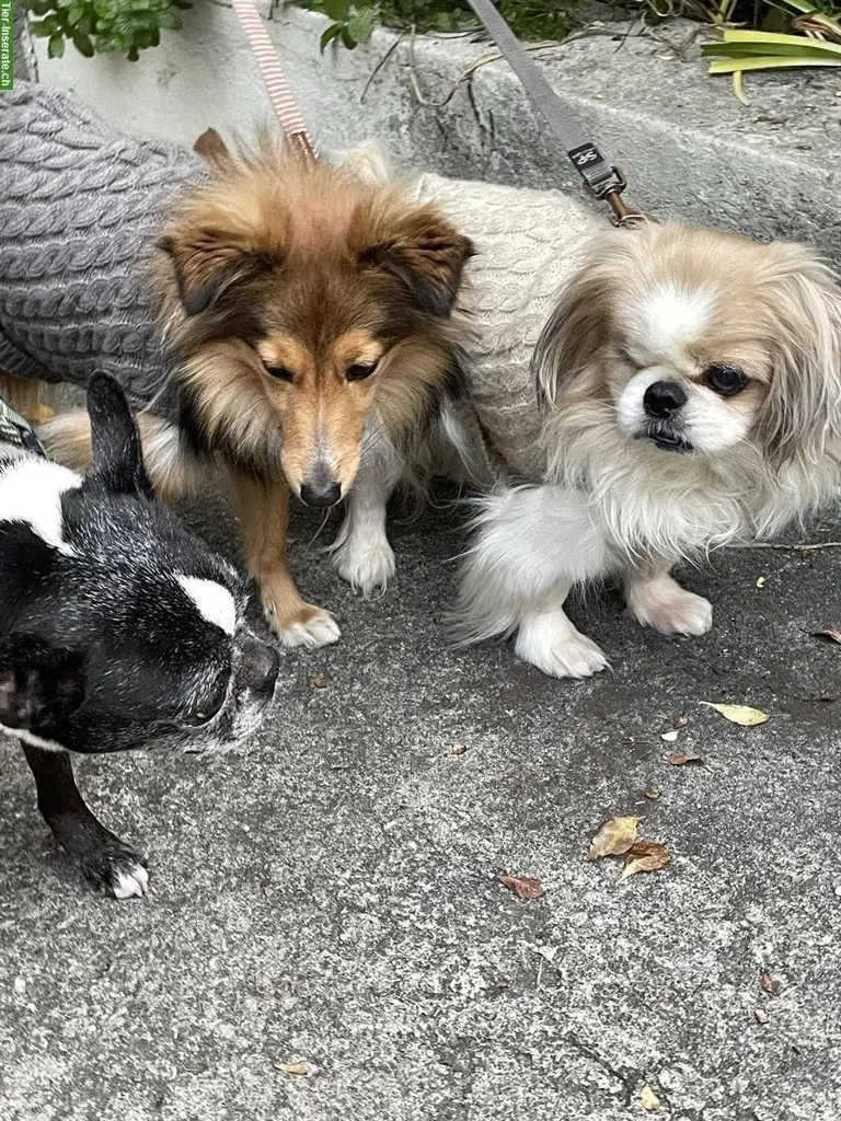 Liebevolle PRIVATE Hundebetreuung, Stadt Bern