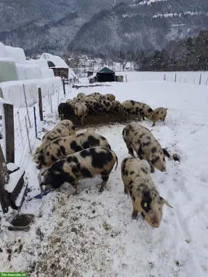 Turopolje Schweine zu verkaufen