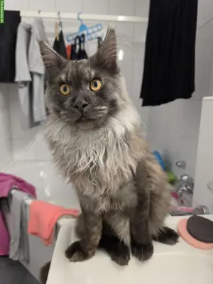 Mainecoon Deckkater