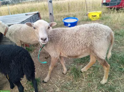 Ouessant Auen zu verkaufen