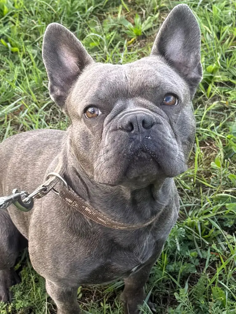 Französisch Bulldog