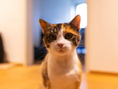 Stella – die liebevolle dreifarbige Seniorin