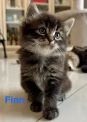 d1365abc-9569-4c8a-b6b4-05eba8dc117a-Finn.jpg