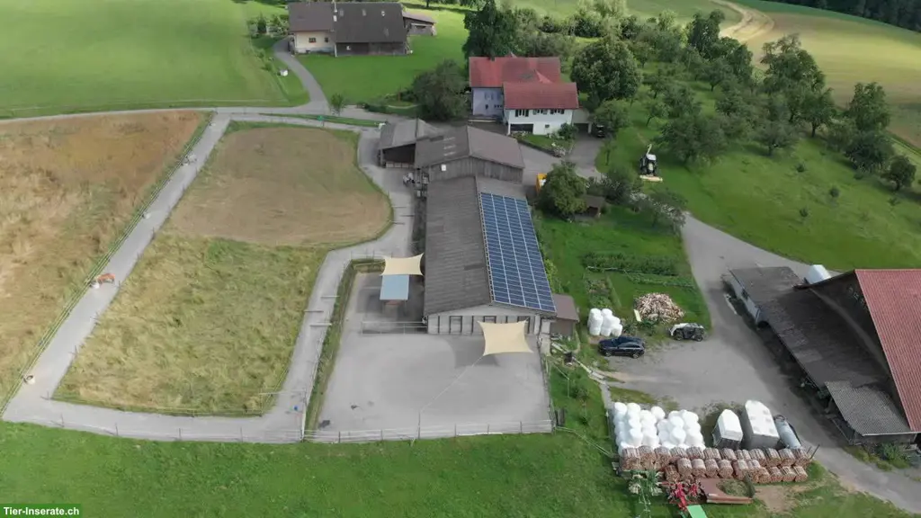 Pensionsplatz frei für Islandpferd im Luzerner Seetal