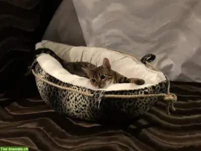 Katzen Kuschelkissen & Böötchen mit Styroporkügelchen selbst genäht