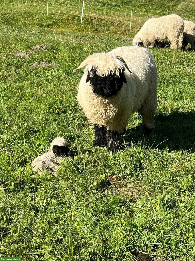 Walliser Schwarznasenschaf-Auen zu verkaufen