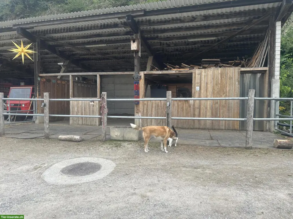 Offenstallplatz für Pferd, Maultier, Pony oder Esel, Steg im Tösstal