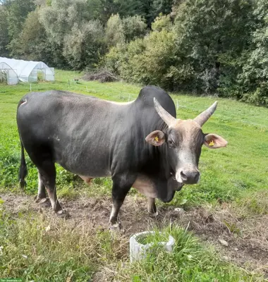 Zebu Stier (Bio) zu verkaufen