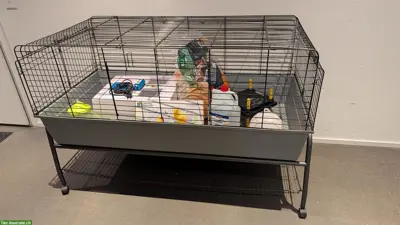 Küken selbst ausbrüten - Brutset komplett mieten