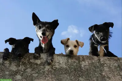 Angst vor Hunden überwinden - stressfrei mit Hund
