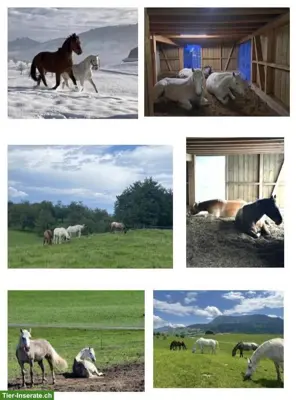 Offenstallplätze frei in Küssnacht (SZ) für Pferde/Ponys