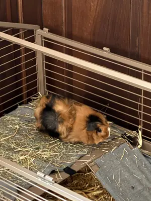 3 kastrierte Meerschweinchen suchen neue Familie