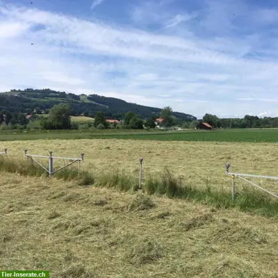 Pferdeheu, Heu, Heurundballen zu verkaufen